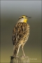 Florida;Eastern-Meadowlark;Meadowlark;Southeast-USA;Sturnella-magna;one-animal;c